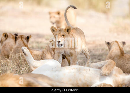 Cub giocare in grandi lion orgoglio al Savannah Foto Stock