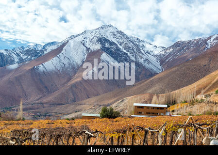 I vitigni utilizzati per pisco con la Cordigliera delle Ande in background nei pressi di vigogna, Cile Foto Stock