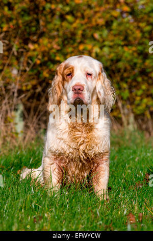 Ritratto di clumber spaniel seduta nel campo soleggiato Foto Stock