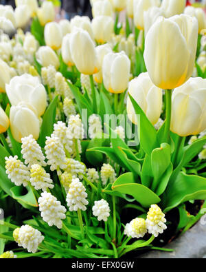 Muscari botryoides e tulipani in primavera Foto Stock