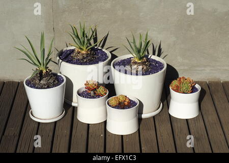 Piccole piante succulente in sei white pots. Foto Stock