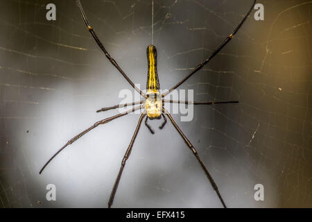 Jorhat, Assam, India. Xi Febbraio, 2015. Una femmina di legno gigante spider visto al gibbone Wildlife Sanctuary nel distretto di Jorhat del nord-est Assam il 11 febbraio, 2015. Una femmina di legno gigante spider scientificamente noti come pilipes Nephila è una specie di golden orb-web spider. Si è trovato comunemente in primario e secondario di foreste e giardini. Le femmine sono grandi e crescere in un corpo di dimensioni da 30 a 50 mm (dimensione complessiva fino a 20 cm), con maschi crescente da 5 a 6 mm. Si tratta di uno dei più grandi ragni nel mondo. © Luit Chaliha/ZUMA filo/ZUMAPRESS.com/Alamy Live News Foto Stock