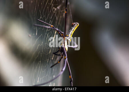 Jorhat, Assam, India. Xi Febbraio, 2015. Una femmina di legno gigante spider visto al gibbone Wildlife Sanctuary nel distretto di Jorhat del nord-est Assam il 11 febbraio, 2015. Una femmina di legno gigante spider scientificamente noti come pilipes Nephila è una specie di golden orb-web spider. Si è trovato comunemente in primario e secondario di foreste e giardini. Le femmine sono grandi e crescere in un corpo di dimensioni da 30 a 50 mm (dimensione complessiva fino a 20 cm), con maschi crescente da 5 a 6 mm. Si tratta di uno dei più grandi ragni nel mondo. © Luit Chaliha/ZUMA filo/ZUMAPRESS.com/Alamy Live News Foto Stock