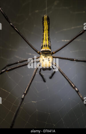 Jorhat, Assam, India. Xi Febbraio, 2015. Una femmina di legno gigante spider visto al gibbone Wildlife Sanctuary nel distretto di Jorhat del nord-est Assam il 11 febbraio, 2015. Una femmina di legno gigante spider scientificamente noti come pilipes Nephila è una specie di golden orb-web spider. Si è trovato comunemente in primario e secondario di foreste e giardini. Le femmine sono grandi e crescere in un corpo di dimensioni da 30 a 50 mm (dimensione complessiva fino a 20 cm), con maschi crescente da 5 a 6 mm. Si tratta di uno dei più grandi ragni nel mondo. © Luit Chaliha/ZUMA filo/ZUMAPRESS.com/Alamy Live News Foto Stock