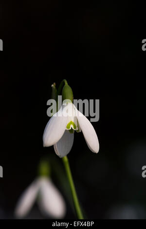 Galanthus Reginae Olgae Vernalis. Snowdrop Foto Stock