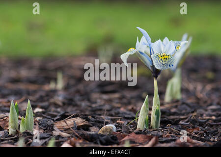 Iris reticulata histrioides Katharine Hodgkin. Iris nani Foto Stock