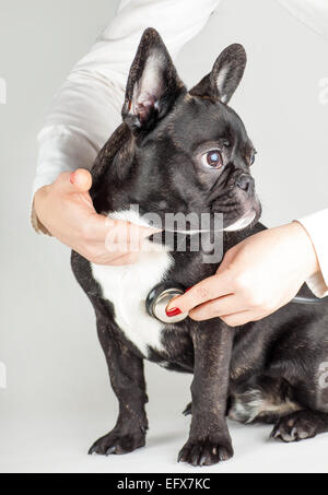 Cane di razza bulldog francese sulla ricezione presso il medico Foto Stock