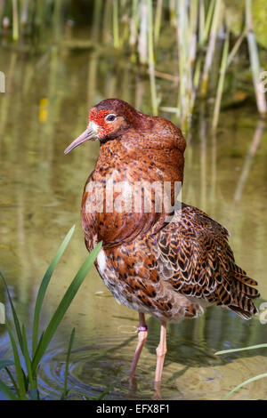 Ruff, Philomachus pugnax, in pieno piumaggio di allevamento. Foto Stock