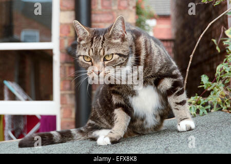 Tabby cat seduto su shed al sole Foto Stock