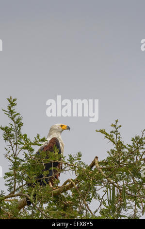 East African wildlife un uccello da preda - pesce africano (mare) eagle (Haliaeetus vocifer) appollaiato su un albero di acacia. Foto Stock