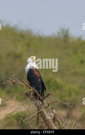 Natura ugandese birdlife un uccello - pesce africano (mare) eagle (Haliaeetus vocifer) appollaiato su un albero di acacia. Foto Stock