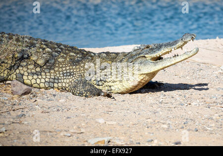 Grande coccodrillo americano sdraiato sulla spiaggia rocciosa Foto Stock