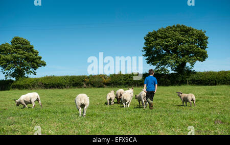 Ragazzo giovane camminando tra il suo gregge di pecore. Cumbria, Regno Unito. Foto Stock