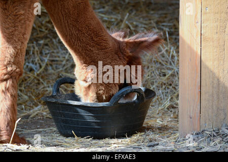 Alpaca mangiare esce dalla coppa nel contenitore Foto Stock