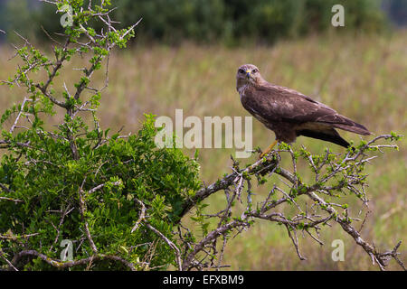 Steppa poiana (Buteo buteo vulpinus) Foto Stock