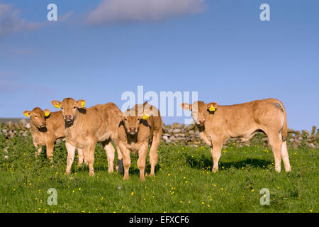 Blonde d'Aquataine vitelli sui pascoli di montagna, Cumbria, Regno Unito. Foto Stock