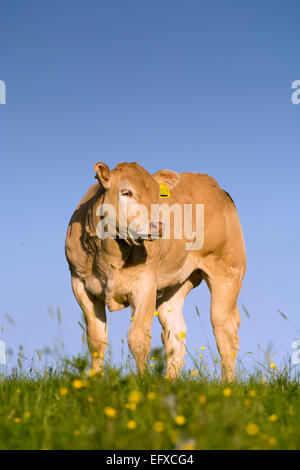 Blonde d'Aquataine vitelli sui pascoli di montagna, Cumbria, Regno Unito. Foto Stock