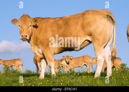 Blonde d'Aquataine vitelli sui pascoli di montagna, Cumbria, Regno Unito. Foto Stock