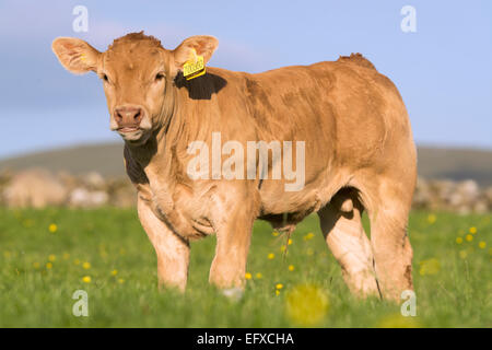 Blonde d'Aquataine vitelli sui pascoli di montagna, Cumbria, Regno Unito. Foto Stock