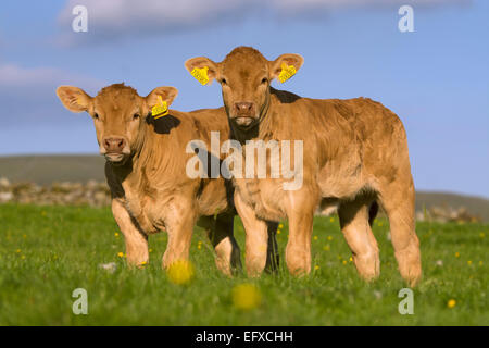 Blonde d'Aquataine vitelli sui pascoli di montagna, Cumbria, Regno Unito. Foto Stock