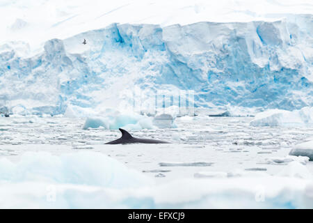 Antartico minke whale Balaenoptera bonaerensis, nuoto al fianco di flying Antartico Tern, Cierva Cove, Antartide in gennaio. Foto Stock