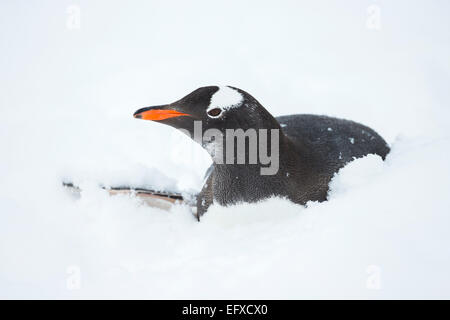 Gentoo penguin Pygoscelis papua, adulto, giacente nella neve, de Cuverville Island, Antartide in gennaio. Foto Stock