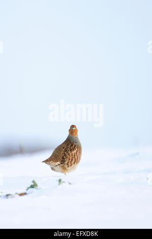 La starna Perdix perdix, adulto, appoggiato in neve, Snettisham, Norfolk, Inghilterra, Regno Unito nel mese di dicembre. Foto Stock