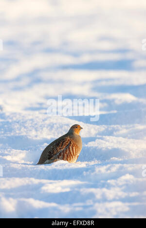 La starna Perdix perdix, adulto, appoggiato in neve, Snettisham, Norfolk, Inghilterra, Regno Unito nel mese di dicembre. Foto Stock