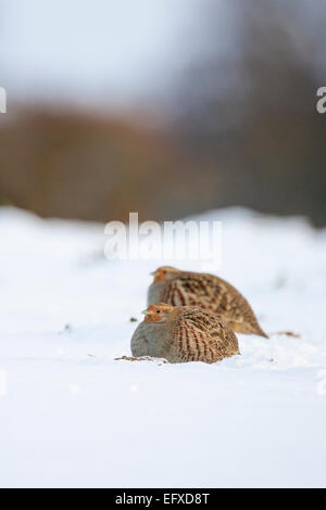 La starna Perdix perdix, adulto, appoggiato in neve, Snettisham, Norfolk, Inghilterra, Regno Unito nel mese di dicembre. Foto Stock