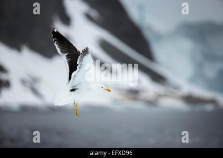 Kelp gull Larus dominicanus, adulto, in volo oltre oceano, Danco Island, Antartide in gennaio. Foto Stock