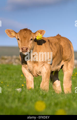 Blonde d'Aquataine vitelli sui pascoli di montagna, Cumbria, Regno Unito. Foto Stock