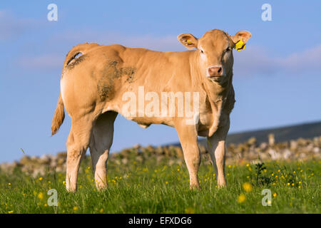 Blonde d'Aquataine vitelli sui pascoli di montagna, Cumbria, Regno Unito. Foto Stock