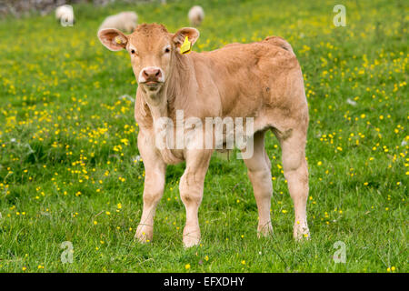 Blonde d'Aquataine vitelli sui pascoli di montagna, Cumbria, Regno Unito. Foto Stock