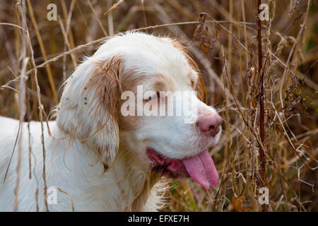 Ritratto di clumber spaniel cane con la lingua di fuori in una palude, Oxfordshire, Inghilterra Foto Stock