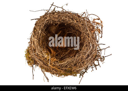 Svuotare bird nest isolati su sfondo bianco Foto Stock