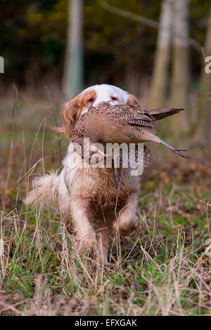 Clumber spaniel cane da recupero di fagiano da caccia nei boschi, Oxfordshire, Inghilterra Foto Stock