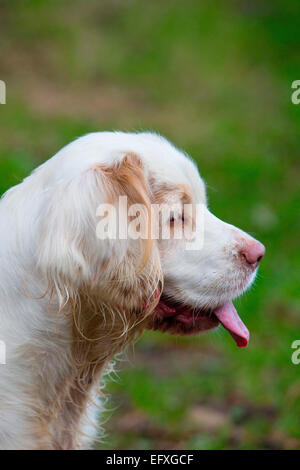 Ritratto di profilo di clumber spaniel Foto Stock