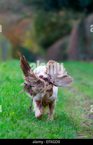 Clumber spaniel cane da recupero di fagiano da caccia in Oxfordshire, Inghilterra Foto Stock