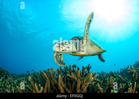 Eretmochelys imbricata, hawksbill tartarughe marine, Maradhoo, atollo di Addu, Maldive, Oceano Indiano Foto Stock