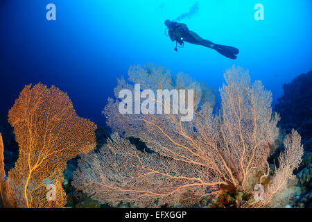 Subergorgia mollis, Coralreef gigante con ventilatore di mare e subacqueo, atollo di Addu, Maldive, Oceano Indiano Foto Stock