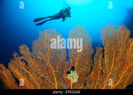 Subergorgia mollis, Coralreef gigante con ventilatore di mare e subacqueo, atollo di Addu, Maldive, Oceano Indiano Foto Stock
