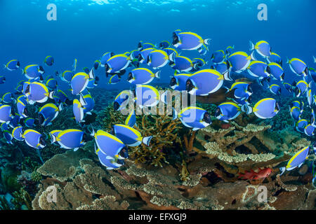 Acanthurus leucosternon, powderblue surgeonfish, Maradhoo, atollo di Addu, Maldive, Oceano Indiano Foto Stock