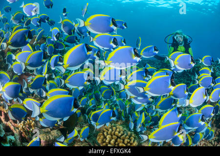 Acanthurus leucosternon, powderblue surgeonfish, Maradhoo, atollo di Addu, Maldive, Oceano Indiano Foto Stock