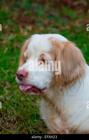 Ritratto di clumber spaniel Foto Stock