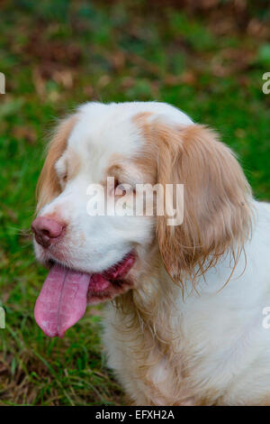 Ritratto di clumber spaniel con la lingua di fuori Foto Stock