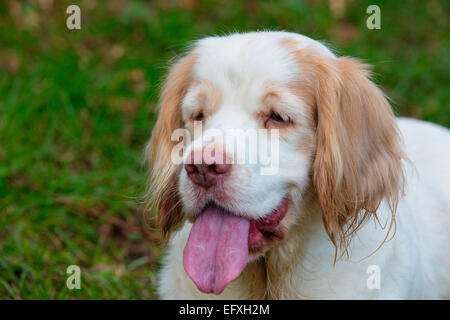 Ritratto di clumber spaniel con la lingua di fuori Foto Stock