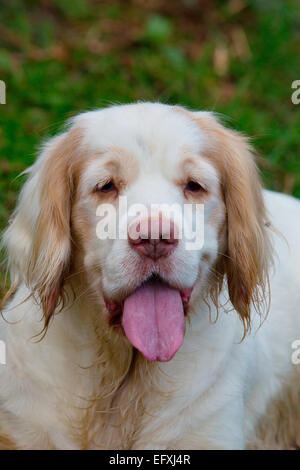 Ritratto di clumber spaniel con la lingua di fuori Foto Stock