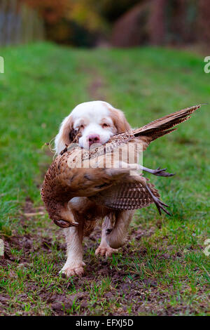 Clumber spaniel cane da recupero di fagiano da caccia in Oxfordshire, Inghilterra Foto Stock