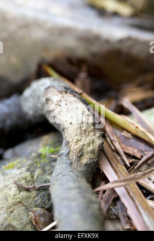 Acqua Vole segni lasciati dopo masticazione indicatore di attività; BUDE CORNWALL, Regno Unito Foto Stock