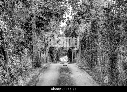 Una vecchia strada che attraversa un bosco Foto Stock